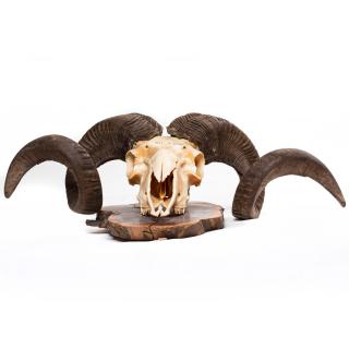 Photo Textures of Mouflon Skull 